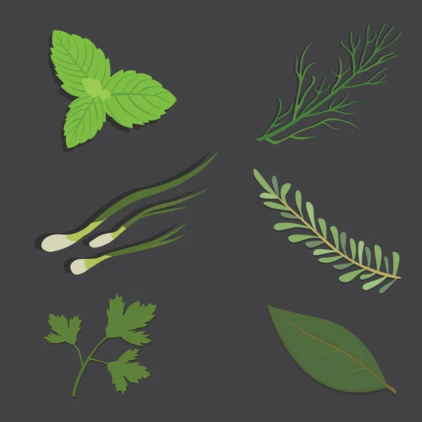 Set de hierbas aromáticas. Fresco y especias. Ilustración vectorial . — Vector de stock