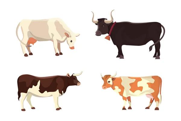 Vacas diferentes, ilustração vetorial isolada. Animais engraçados de mamíferos. Conjunto vaca leiteira — Vetor de Stock