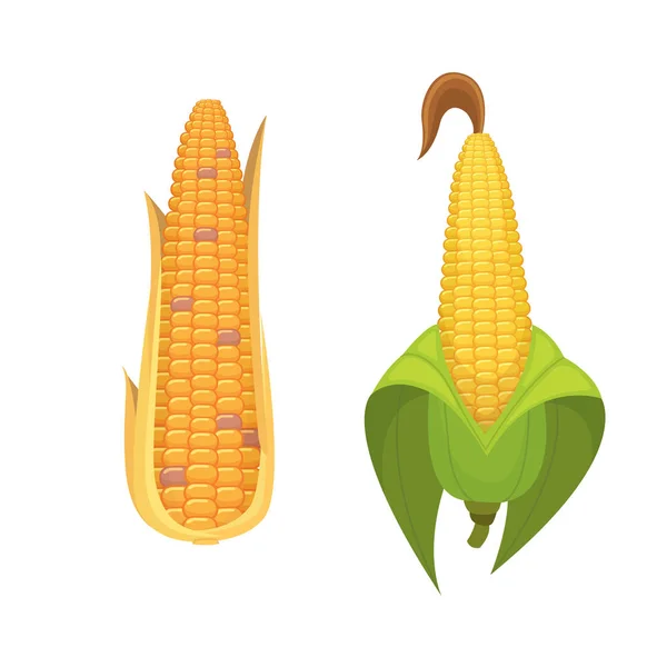 Mais biologico isolato su sfondo bianco. Ortaggio agricolo da fattoria per vettore popcorn. Pannocchia con foglie illustrazione alimentare vegeteriana — Vettoriale Stock