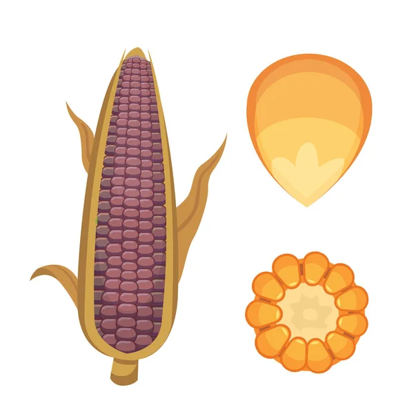 Bio-Mais isoliert auf weißem Hintergrund. Landwirtschaft Bauernhof Gemüse für Popcorn Vektor. Maiskolben mit Blättern vegetarische Lebensmittel Illustration — Stockvektor