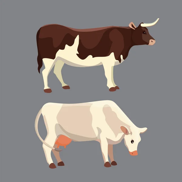 Différentes vaches, illustration vectorielle isolée. Des mammifères drôles d'animaux. Set vache à lait et taureau — Image vectorielle