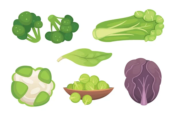 Векторная капуста и салат. Овощные зеленые брокколи, кольраби, другие различные капусты . — стоковый вектор