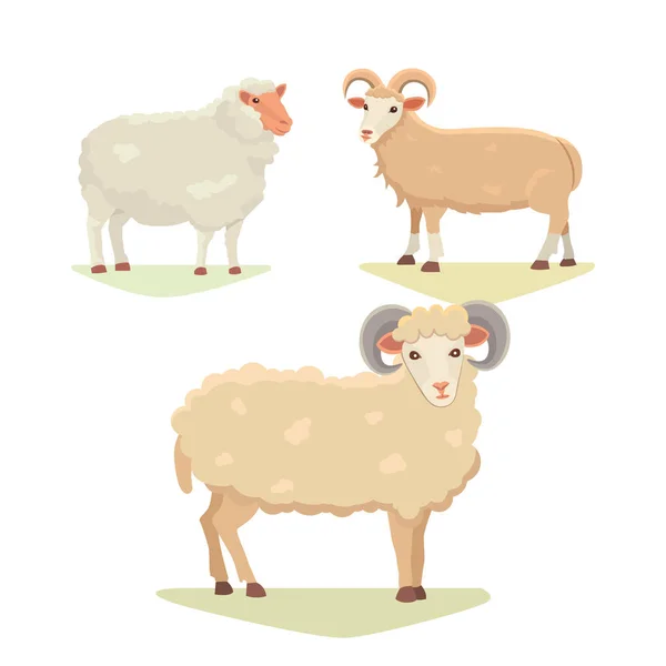 Vector stel schattige schapen en Ram geïsoleerde retro afbeelding. Permanent Sheeps silhouet op wit. Fanny melk jonge landbouwhuisdieren — Stockvector