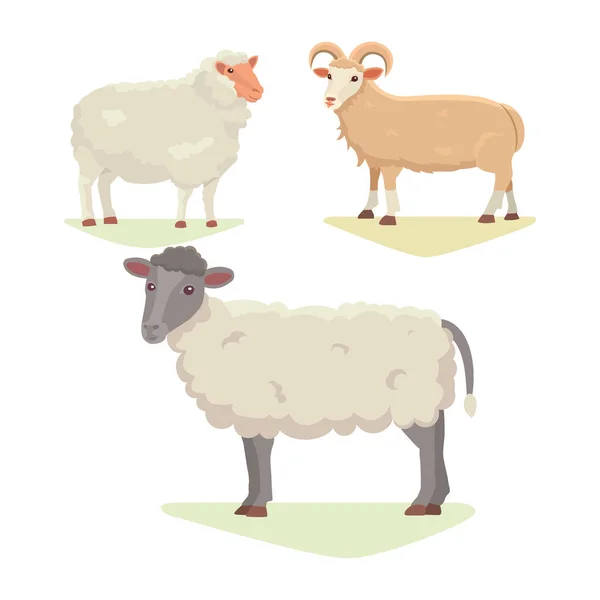 Conjunto de vetores Cute Sheep and Ram ilustração retro isolado. Silhueta de ovelhas em pé no branco. Fazenda fanny leite animais jovens —  Vetores de Stock