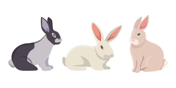 Vektorillustration von Zeichentrickkaninchen verschiedener Rassen. Feine Hasen für die Veterinärmedizin. — Stockvektor
