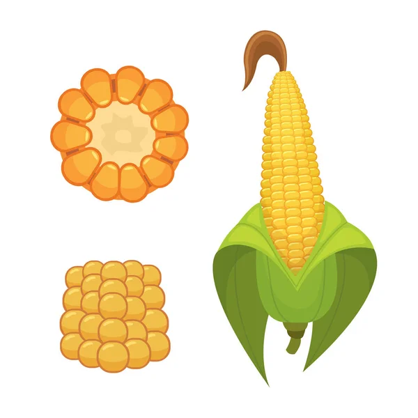 白色背景上分离出的有机玉米。爆米花矢量的农业农场蔬菜。玉米芯与叶子素食食品图 — 图库矢量图片