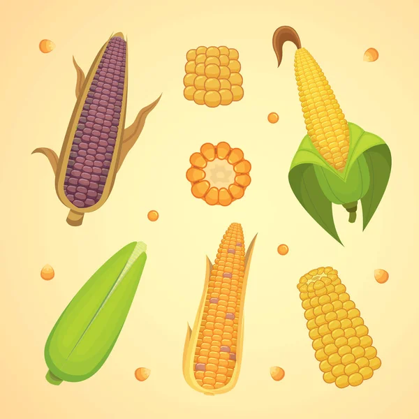 Maïs biologique isolé sur fond blanc. Agriculture légumes agricoles pour vecteur de maïs soufflé. Corncob avec des feuilles illustration de la nourriture végétarienne — Image vectorielle