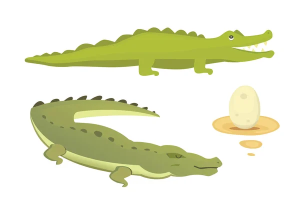 Mignon ensemble de crocodile. Illustration vectorielle de dessin animé Aligator — Image vectorielle