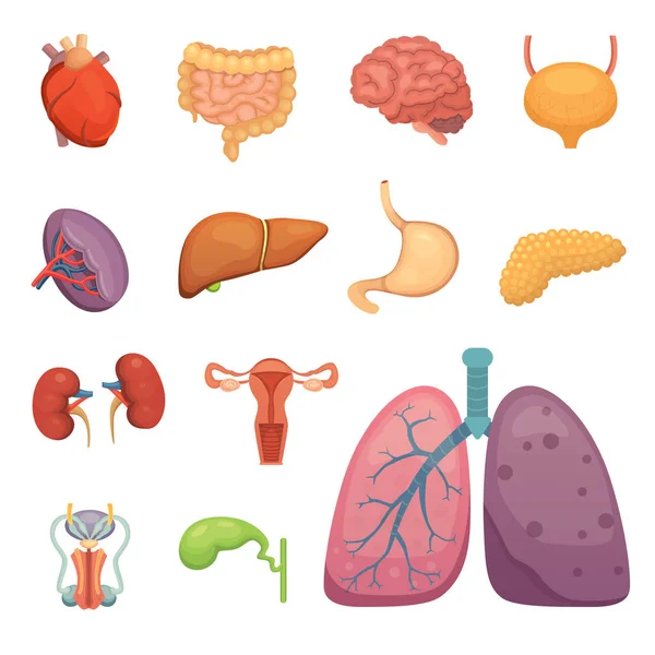 Organos humanos de dibujos animados. Anatomía del cuerpo. Sistema reproductivo, pulmones, ilustraciones cerebrales — Vector de stock