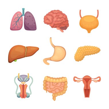 Çizgi film insan organlarını küme. Vücudu anatomisi. Üreme sistemi, akciğer, beyin resimler