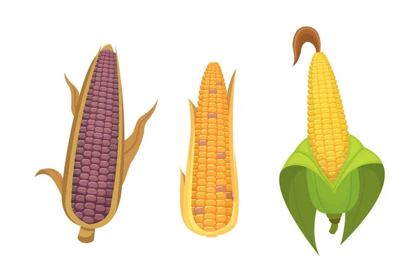 白色背景上分离出的有机玉米。爆米花矢量的农业农场蔬菜。玉米芯与叶子素食食品图 — 图库矢量图片
