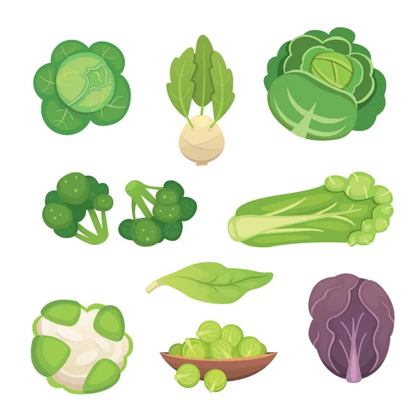 Set vector kool en sla. Groene groente broccoli, koolrabi, andere verschillende kool. — Stockvector