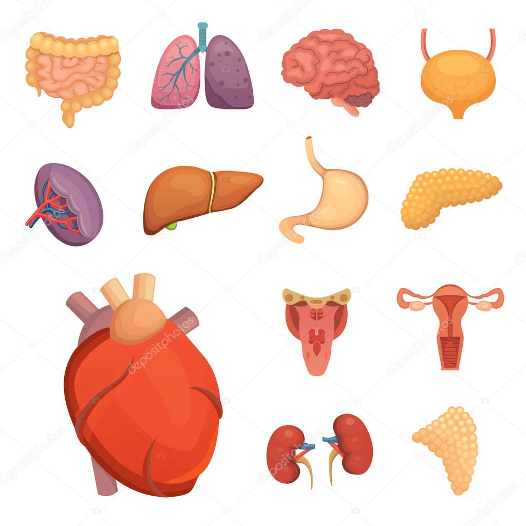 Top 19 mejores sistema de organos dibujo en 2022
