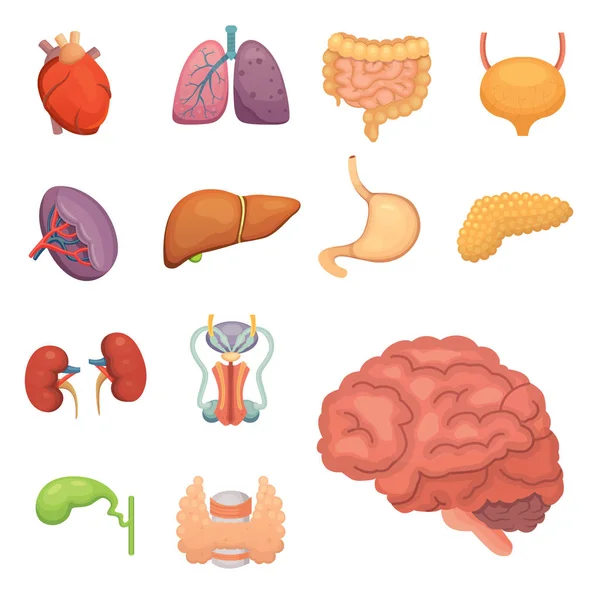 Organos humanos de dibujos animados. Anatomía del cuerpo. Sistema reproductivo, pulmones, ilustraciones cerebrales — Archivo Imágenes Vectoriales