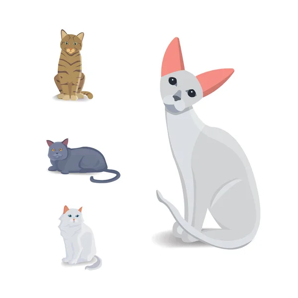 Farklı Türlerin Kedileri Koleksiyonu. Beyaz zemin üzerinde vektör izole kedi. Ev hayvanı ya da evcil hayvan. Minik kedi yüzleri. — Stok Vektör