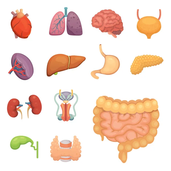 Karikatur menschlicher Organe. Anatomie des Körpers. Fortpflanzungssystem, Herz, Lunge, Gehirn Illustrationen — Stockvektor