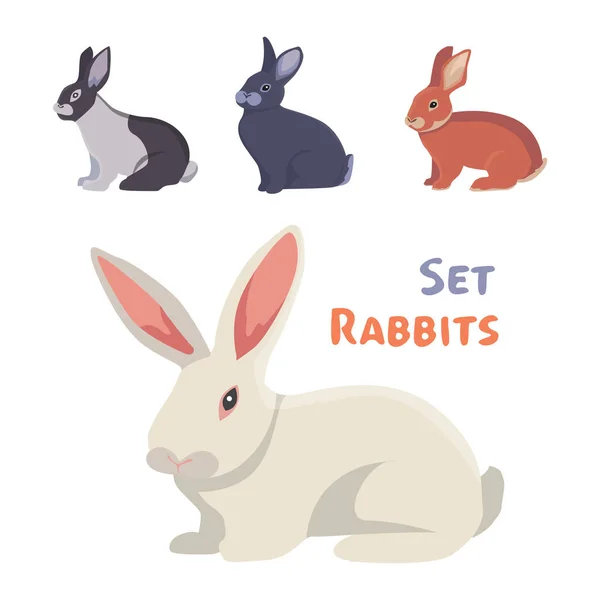 Vector ilustración de dibujos animados conejos diferentes razas. Bonitos bunnys de diseño veterinario. — Archivo Imágenes Vectoriales