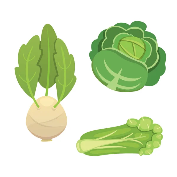 Establecer vector de col y lechuga. Colinabo verde vegetal, otras coles diferentes . — Vector de stock