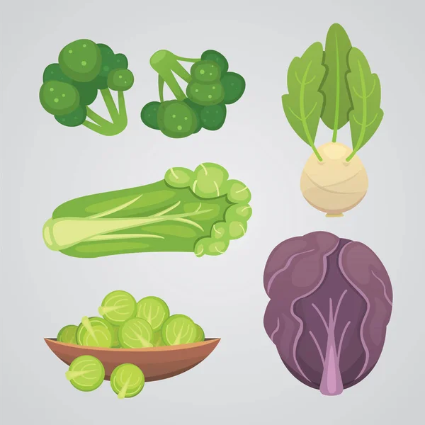 Establecer vector de col y lechuga. Brócoli verde vegetal, colinabo, otras coles diferentes . — Vector de stock