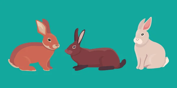 Vector ilustración de dibujos animados conejos diferentes razas. Bonitos bunnys de diseño veterinario. — Archivo Imágenes Vectoriales