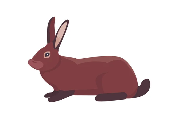 Ilustração vetorial de coelhos desenhos animados raças diferentes. Coelhinhos finos para desenho veterinário. — Vetor de Stock