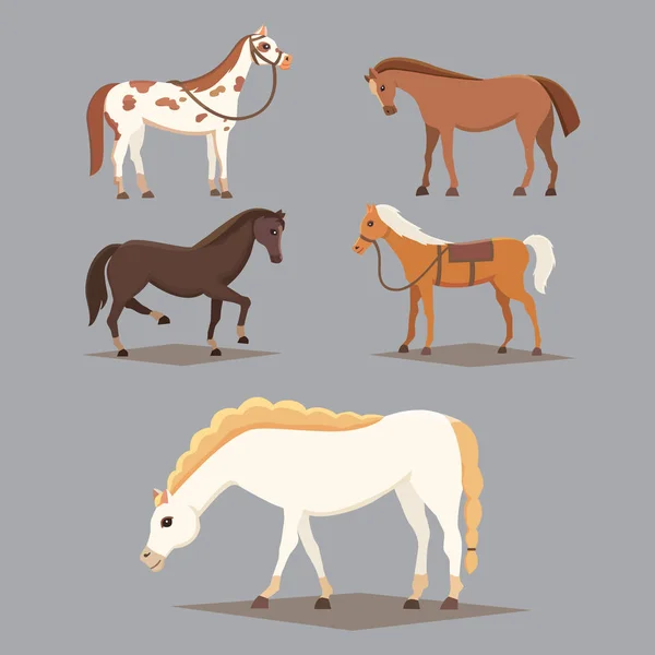 Collecte de chevaux isolés. Mignon animaux de ferme de chevaux de dessin animé. Différence des pains — Image vectorielle