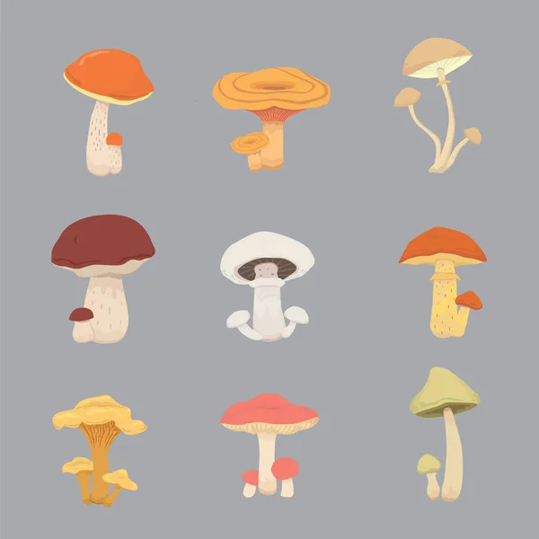 Champignon nature cuisinier nourriture, différents types de champignons comestibles — Image vectorielle