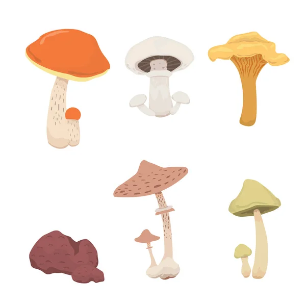 Cogumelo natureza cozinhar alimentos, diferentes tipos de cogumelos comestíveis —  Vetores de Stock