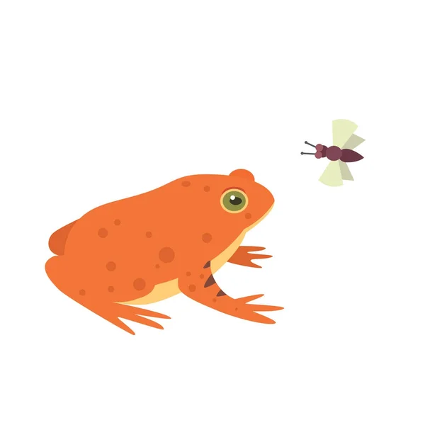 Red Frog Cartoon vectorillustratie geïsoleerd. tropisch dier — Stockvector