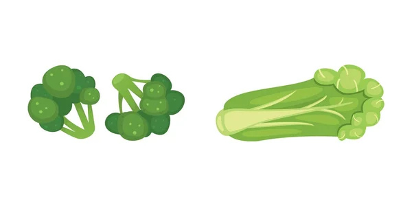 Meghatározott vektor káposzta és saláta. Zöld növényi brokkoli, karalábé, más különböző káposzta. — Stock Vector