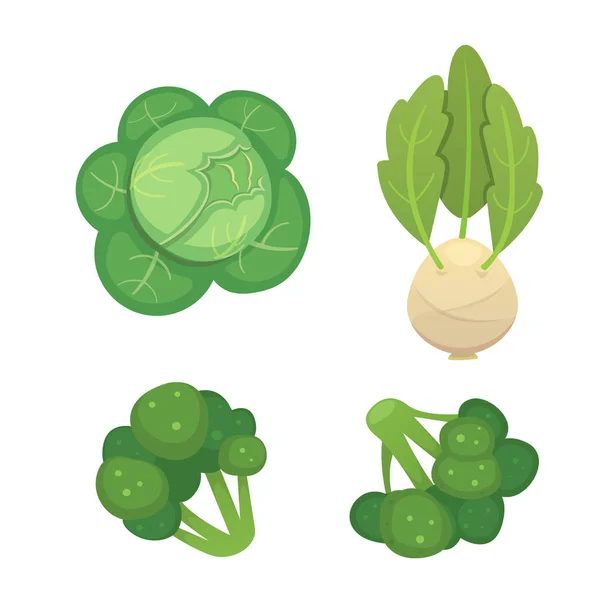 Definir repolho vetorial e alface. Brócolos verdes vegetais, couve-rábano, outras couves-repolho diferentes . — Vetor de Stock