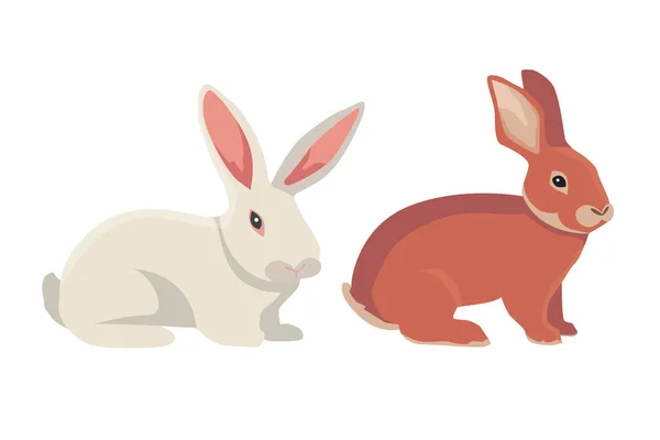 Illustrazione vettoriale di conigli dei cartoni animati razze diverse. Coniglietti pregiati per la progettazione veterinaria. — Vettoriale Stock