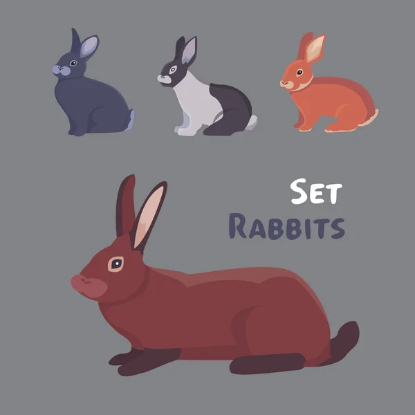 Vector ilustración de dibujos animados conejos diferentes razas. Bonitos bunnys de diseño veterinario. — Archivo Imágenes Vectoriales