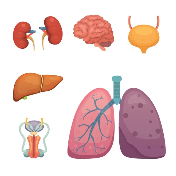 Organos humanos de dibujos animados. Anatomía del cuerpo. Sistema reproductivo, pulmones, ilustraciones cerebrales — Archivo Imágenes Vectoriales