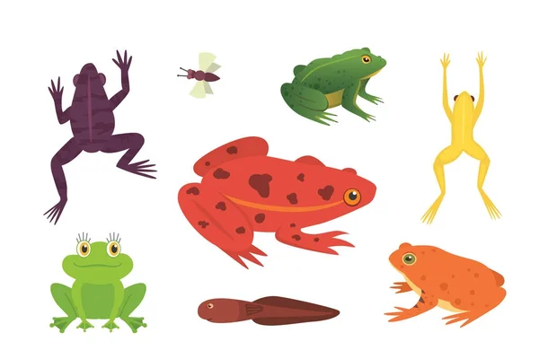 ImprimirConjunto de anfibios exóticos. Ranas en diferentes estilos Dibujos animados Vector Ilustración aislado. animales tropicales — Vector de stock