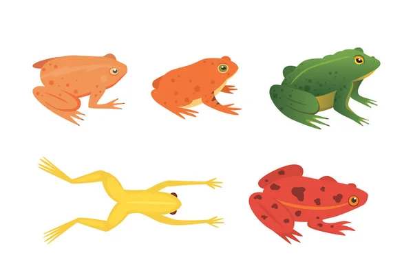 Set de anfibios exóticos. Ranas en diferentes estilos Dibujos animados Vector Ilustración aislado. animales tropicales — Vector de stock