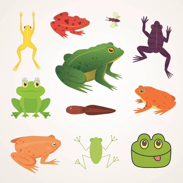 Set de anfibios exóticos. Ranas en diferentes estilos Dibujos animados Vector Ilustración aislado. animales tropicales — Vector de stock