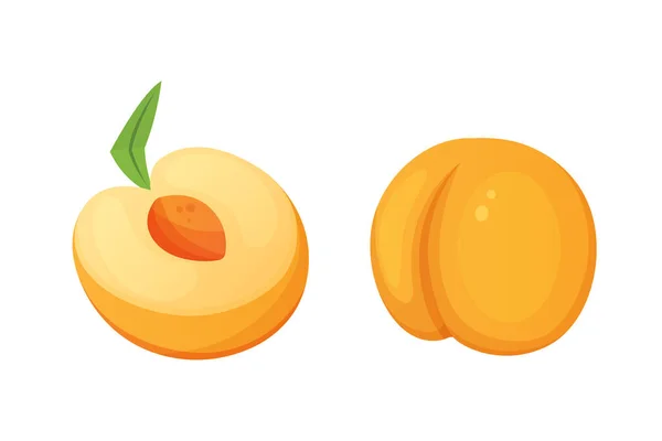 Коллекция изолированных срезанных и целых векторных персиков. Векторная иллюстрация абрикоса в стиле куртун — стоковый вектор