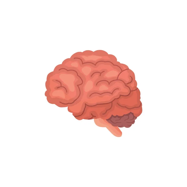Ilustracja kreskówka medyczny mózg człowieka — Wektor stockowy