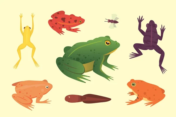 Set de anfibios exóticos. Ranas en diferentes estilos Dibujos animados Vector Ilustración aislado. animales tropicales — Vector de stock