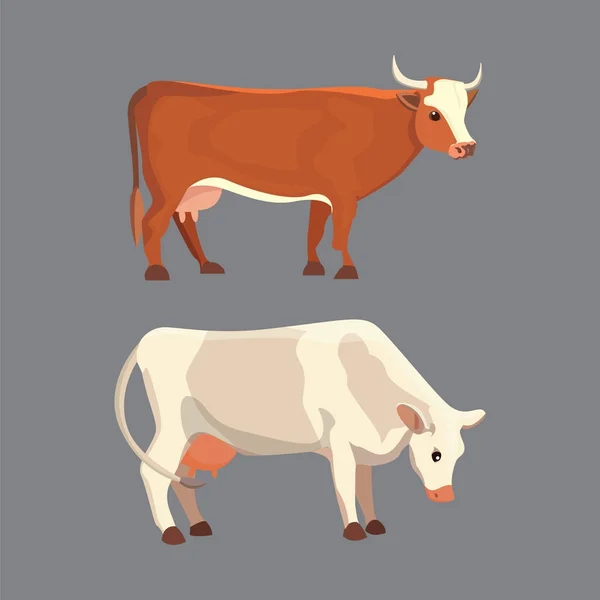 Différentes vaches, illustration vectorielle isolée. Des mammifères drôles d'animaux. Ensemble vache à lait — Image vectorielle