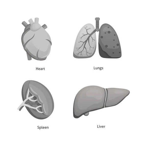 Karikatur menschlicher Organe. Anatomie von Körpervektor-Karikaturen — Stockvektor