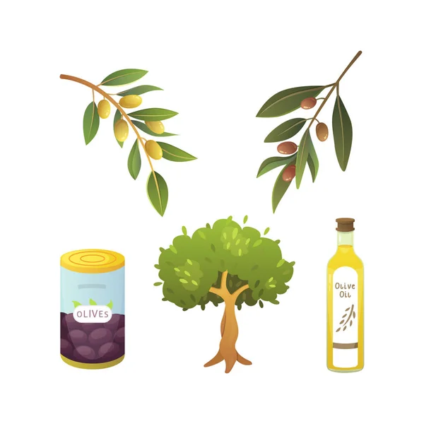 Zestaw owoców oliwki. Butelka oliwy z oliwek, drzewo gałąź ilustracja wektorowa w stylu cartoon. — Wektor stockowy