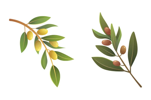 Pôr azeitonas. Olive árvore ramo vetor ilustração em estilo cartoon . — Vetor de Stock