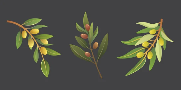Pôr azeitonas. Olive árvore ramo vetor ilustração em estilo cartoon . — Vetor de Stock