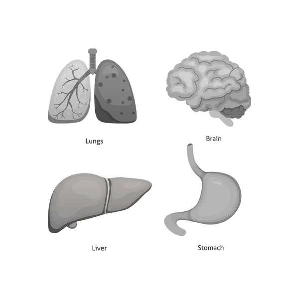 Organos humanos de dibujos animados. Anatomía del cuerpo . — Archivo Imágenes Vectoriales