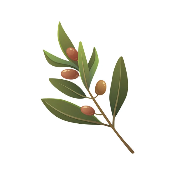 Olive árvore ramo vetor ilustração em estilo cartoon . — Vetor de Stock