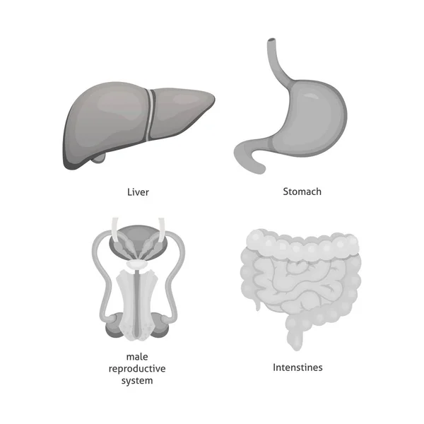 Karikatur menschlicher Organe. Anatomie des Körpers. — Stockvektor