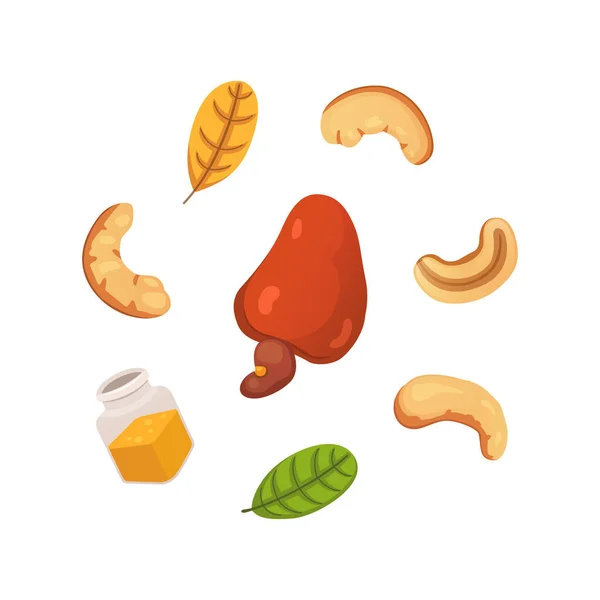 Définir l'illustration vectorielle noix de cajou dans le style dessin animé. Aliments biologiques . — Image vectorielle