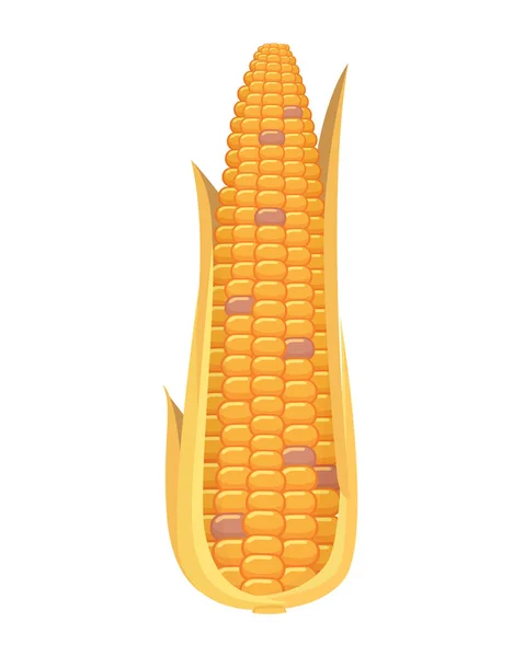 Organic Corn terisolasi di White Background. Sayuran pertanian untuk vektor popcorn. Corncob dengan daun berdaun ilustrasi makanan vegetarian - Stok Vektor